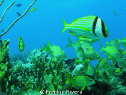 Everybody, looking at me!!!  Stripped Grunts & 2 Porkfish... by Frankie Rivera 